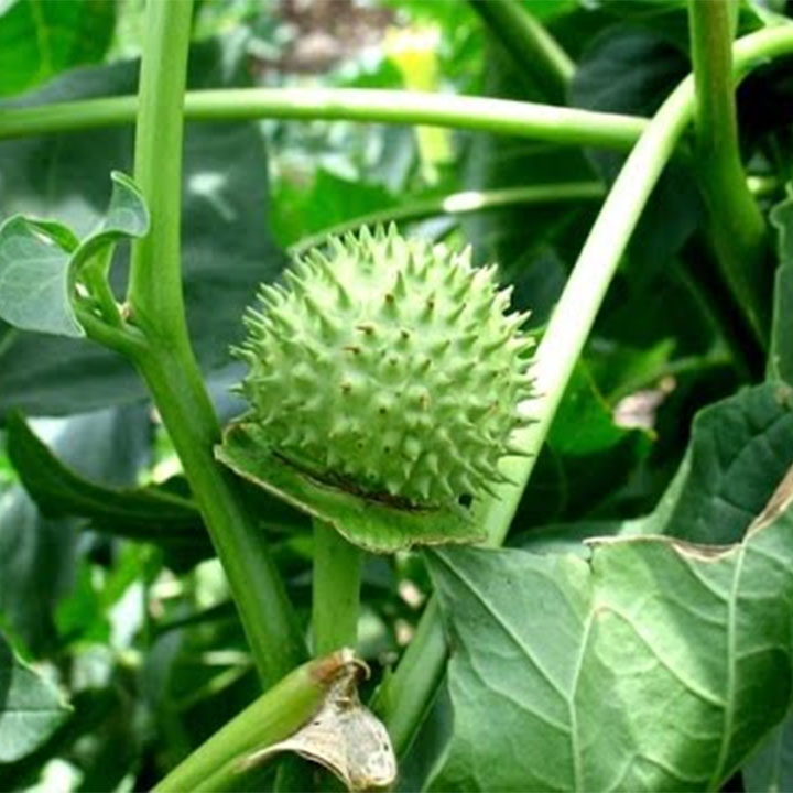 Cà độc dược khô 1kg