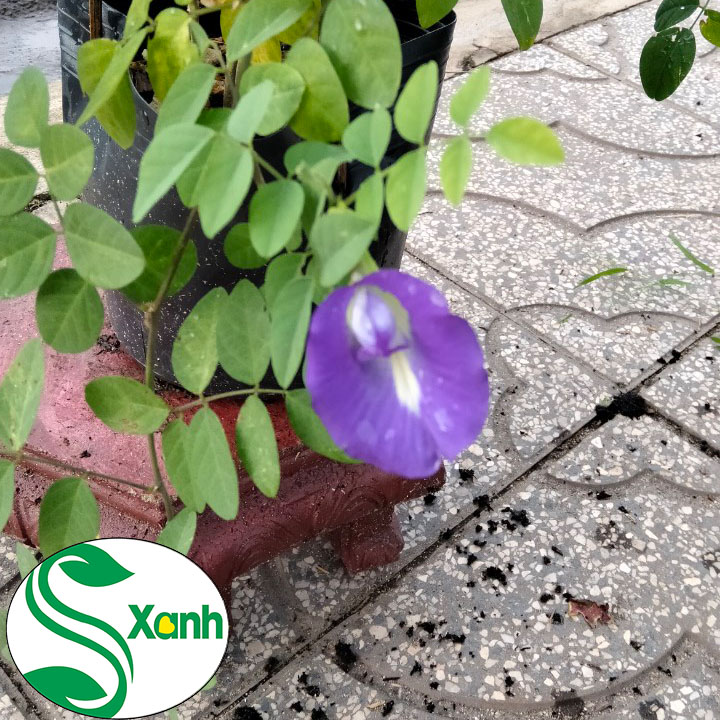 Cây hoa đậu biếc