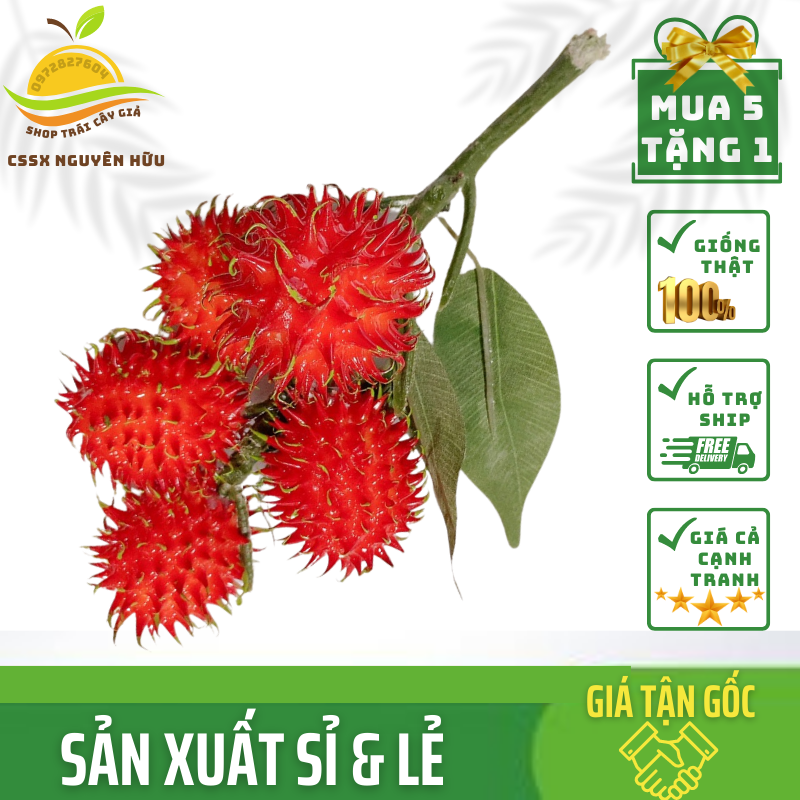 Trái Giả Chùm Chôm Chôm (24x10cm) mô hình Việt Nam công nghệ Thái Lan GIỐNG THẬT 99%- Dùng trang trí