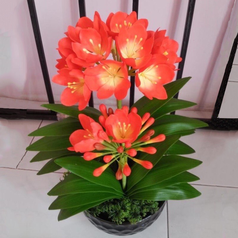 Cây lan quân tử siêu đại bự cây gửi đi nguyên chậu