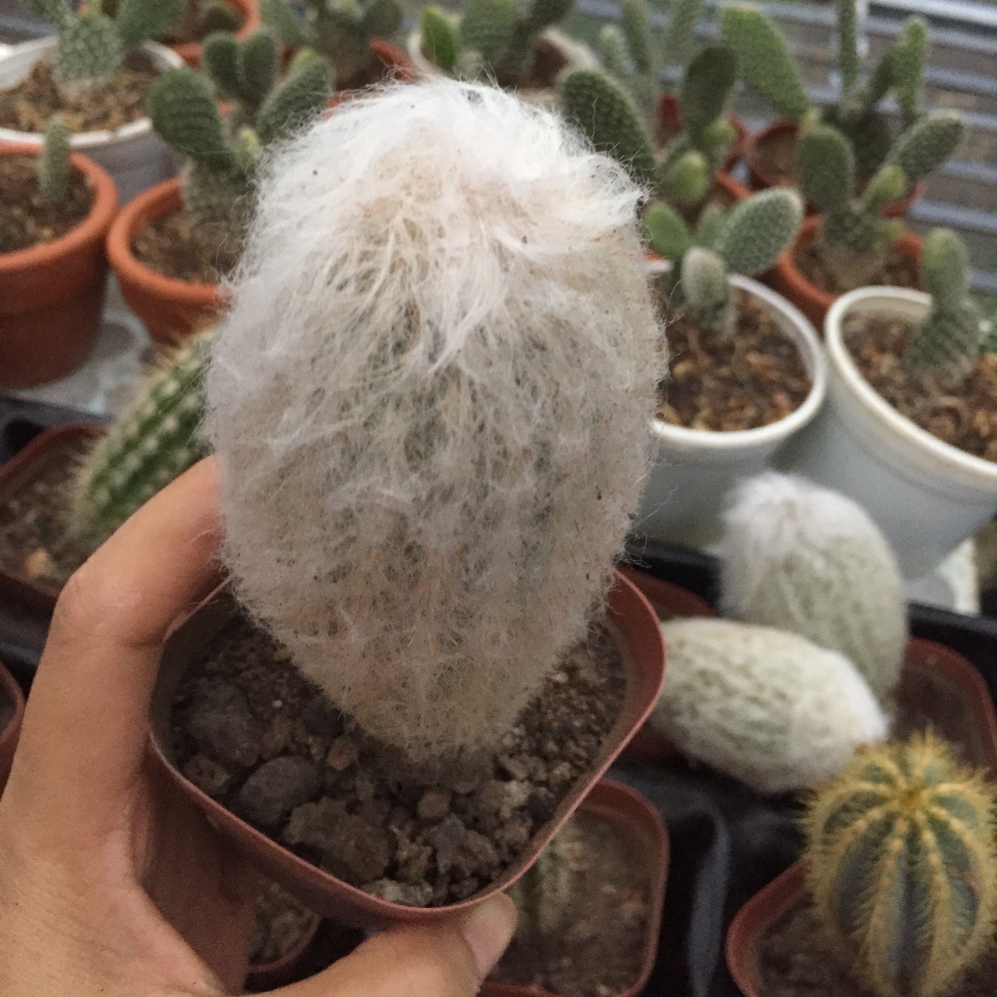 Xương Rồng Ông Già Tuyết