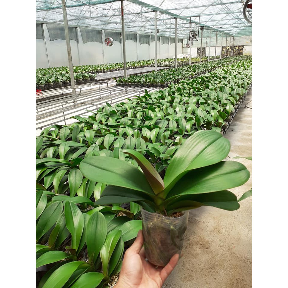 Hoa lan hồ điệp có sãn ngồng hoa