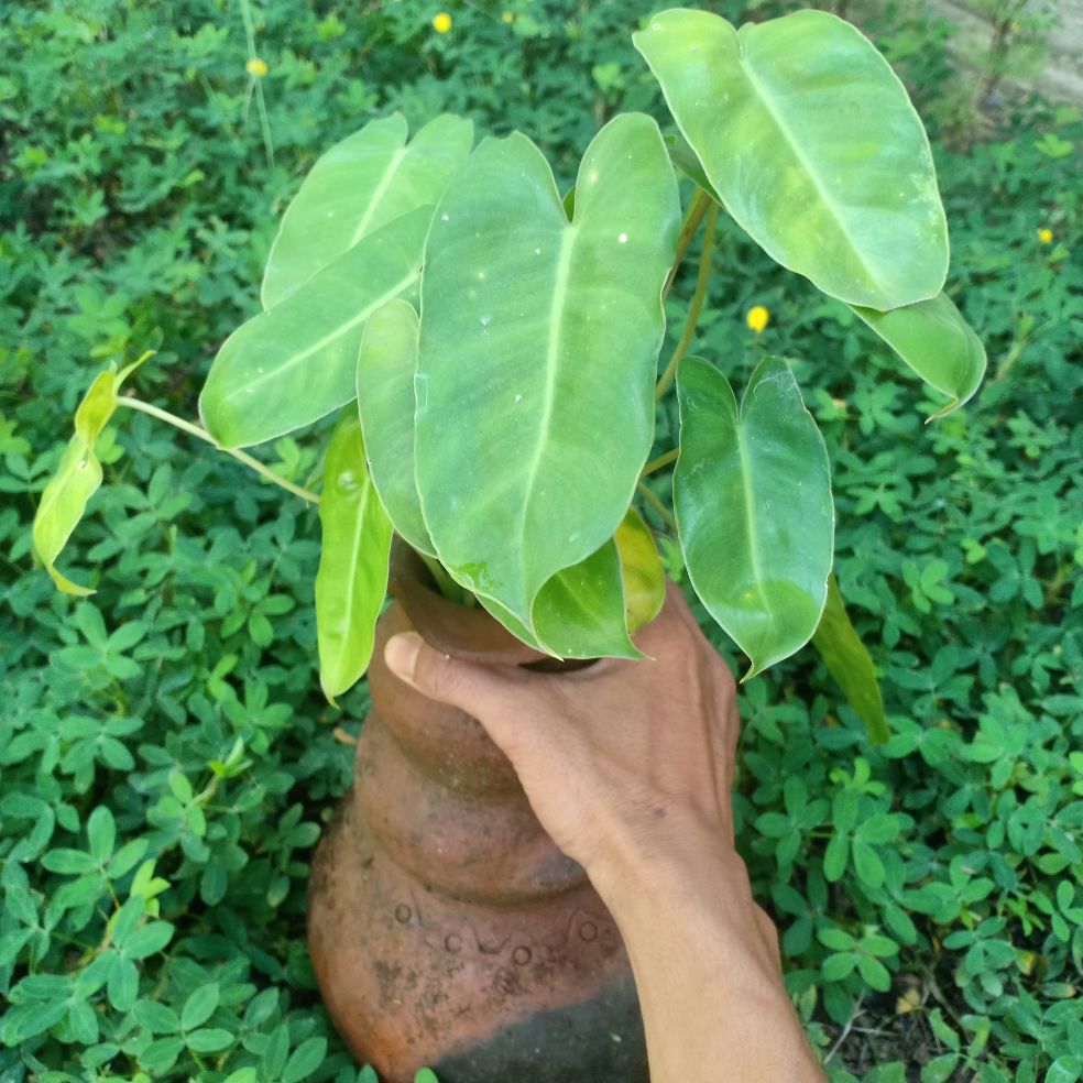 Trầu bà tỷ phú