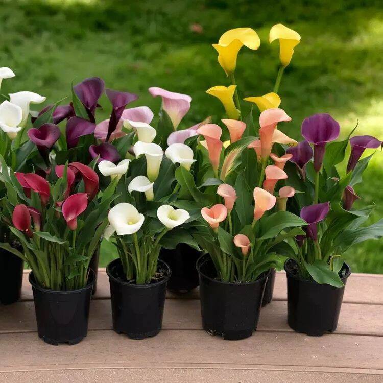 Củ hoa giống hoa rum nam phi mixx đủ màu- củ giống