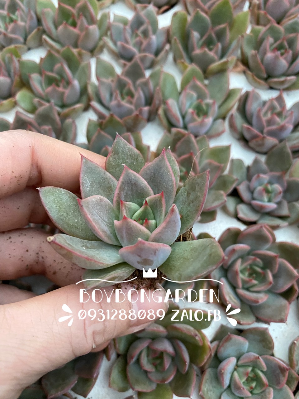 Cây sen đá vỉ đế hồng đà lạt