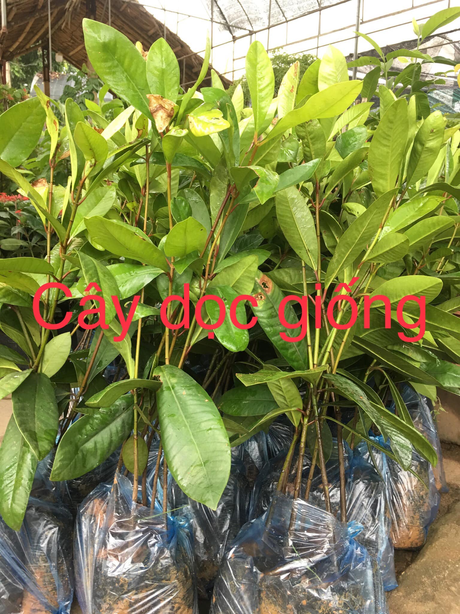 Cây dọc rừng giống khỏe đẹp