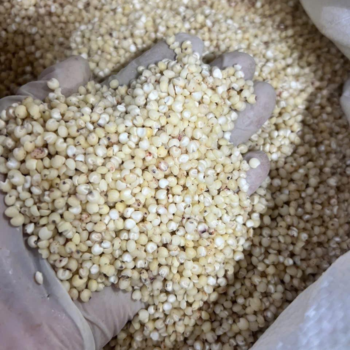 Hạt ý dĩ sạch khô hữu cơ Tây Bắc (500g, 1kg). Hạt bobo, bo bo trắng, hạt í dĩ giúp kiện tỳ bổ phế, bồi bổ cơ thể
