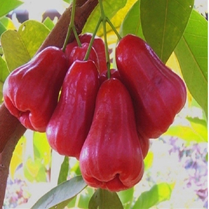 Cây giống mận đỏ Thái Lan