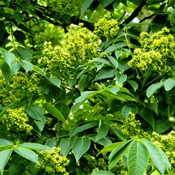 Cây Hoàng Bá Hỗ trợ điều trị gan, tiêu hóa -1kg