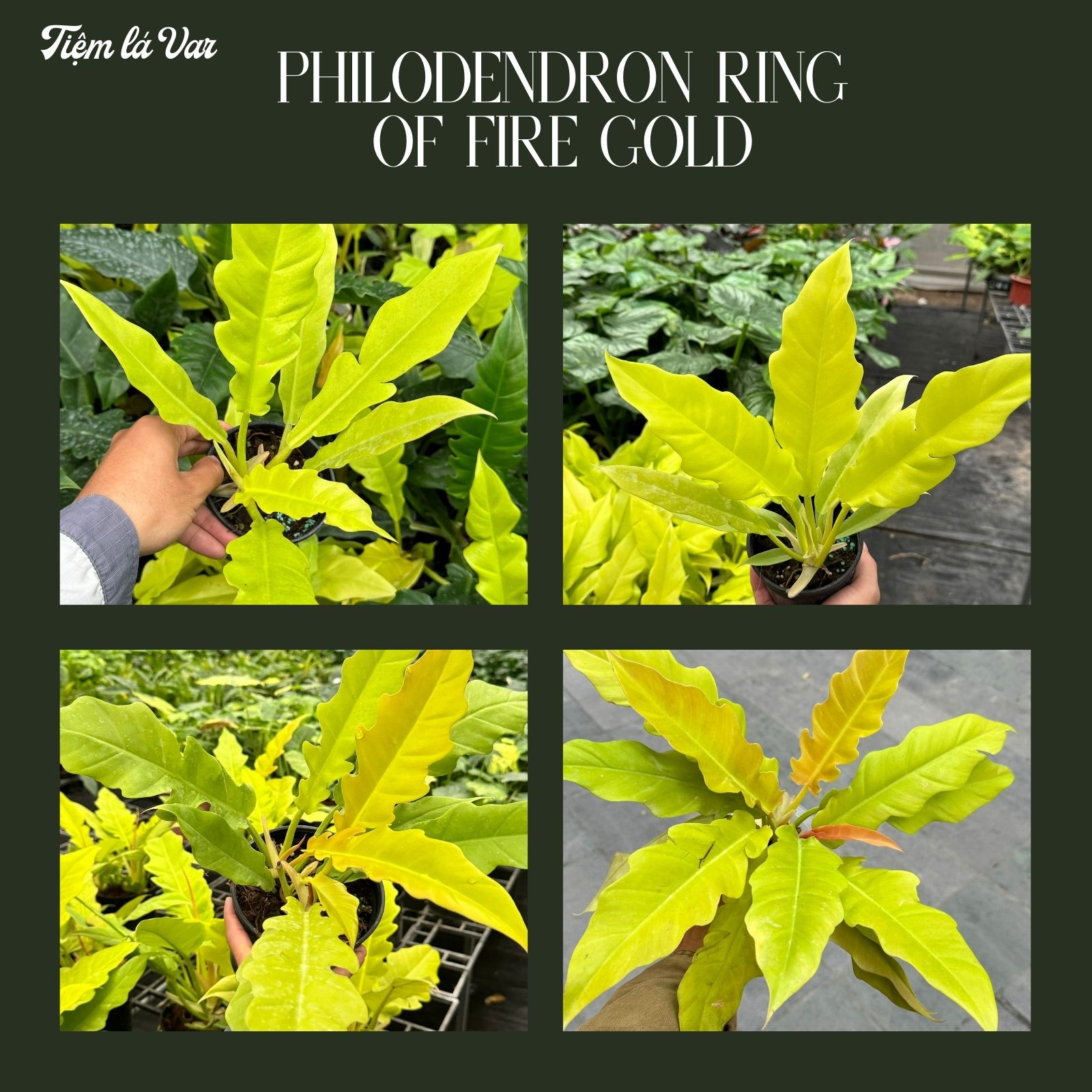 Philodendron Ring of fire gold -Trầu bà cung đàn vàng cây nội thất, để bàn, trang trí