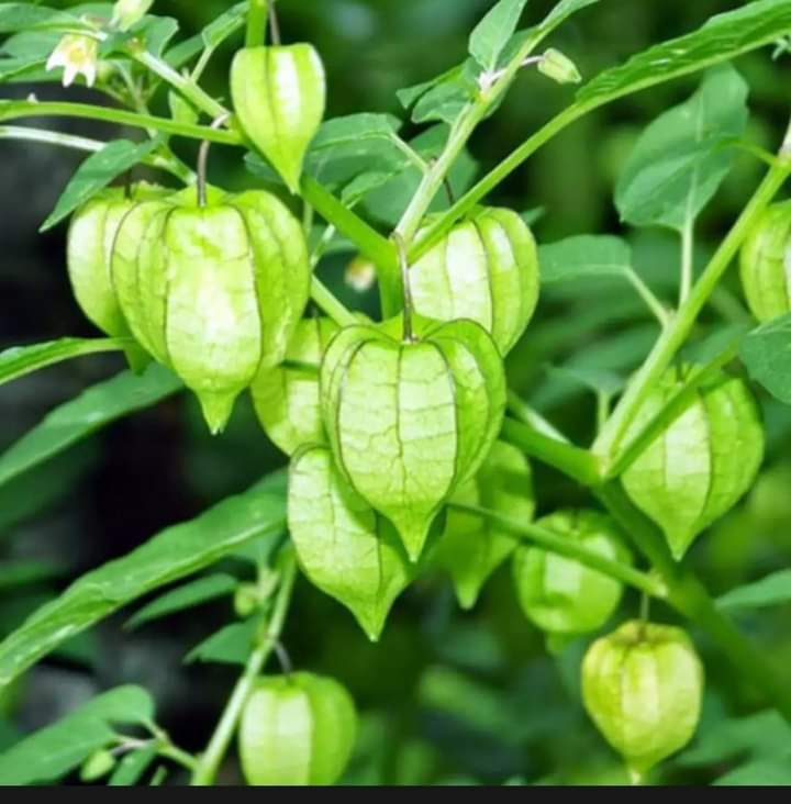 Cây tầm bốp 500g phơi khô