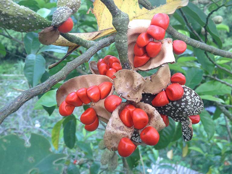 CÂY DỔI XANH NẾP GIỐNG DÒNG THU HẠT