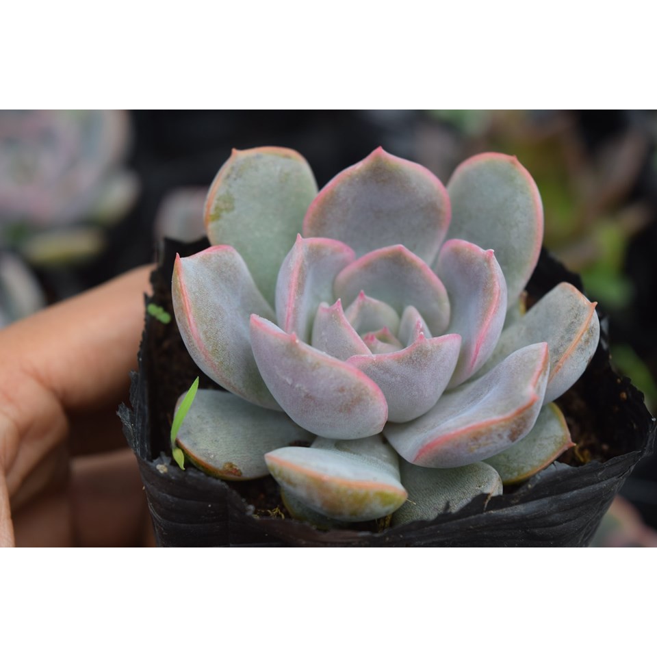 Sen Đá Viền Tím