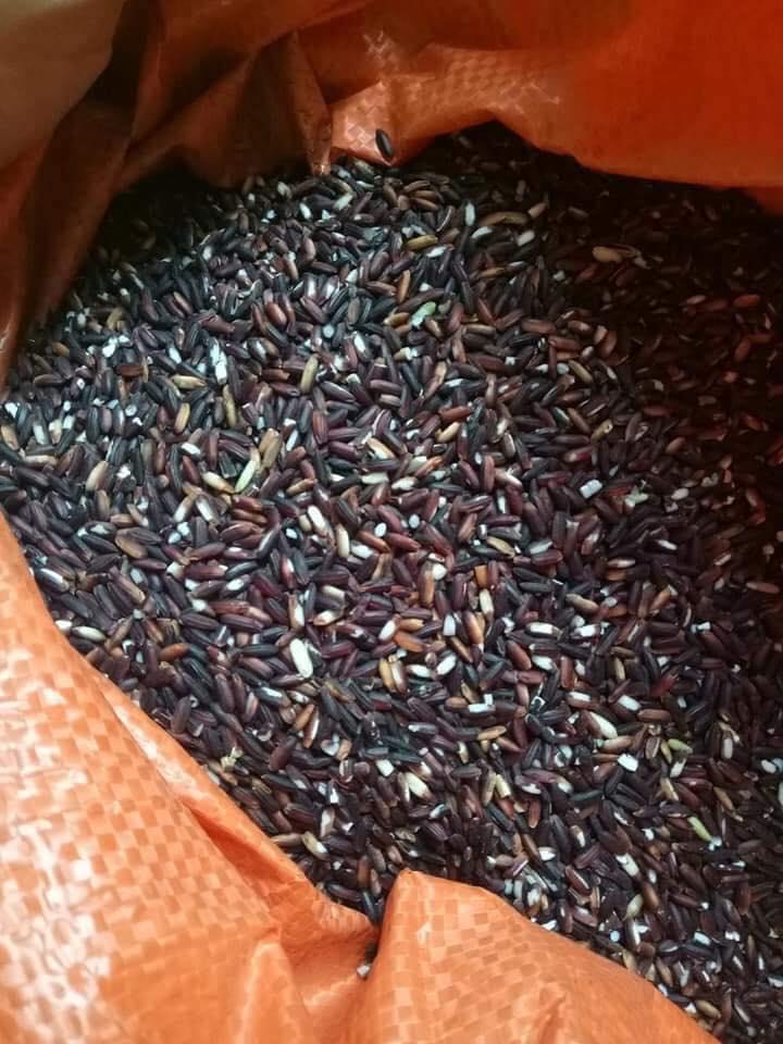 1kg nếp cẩm mường xén nghệ An