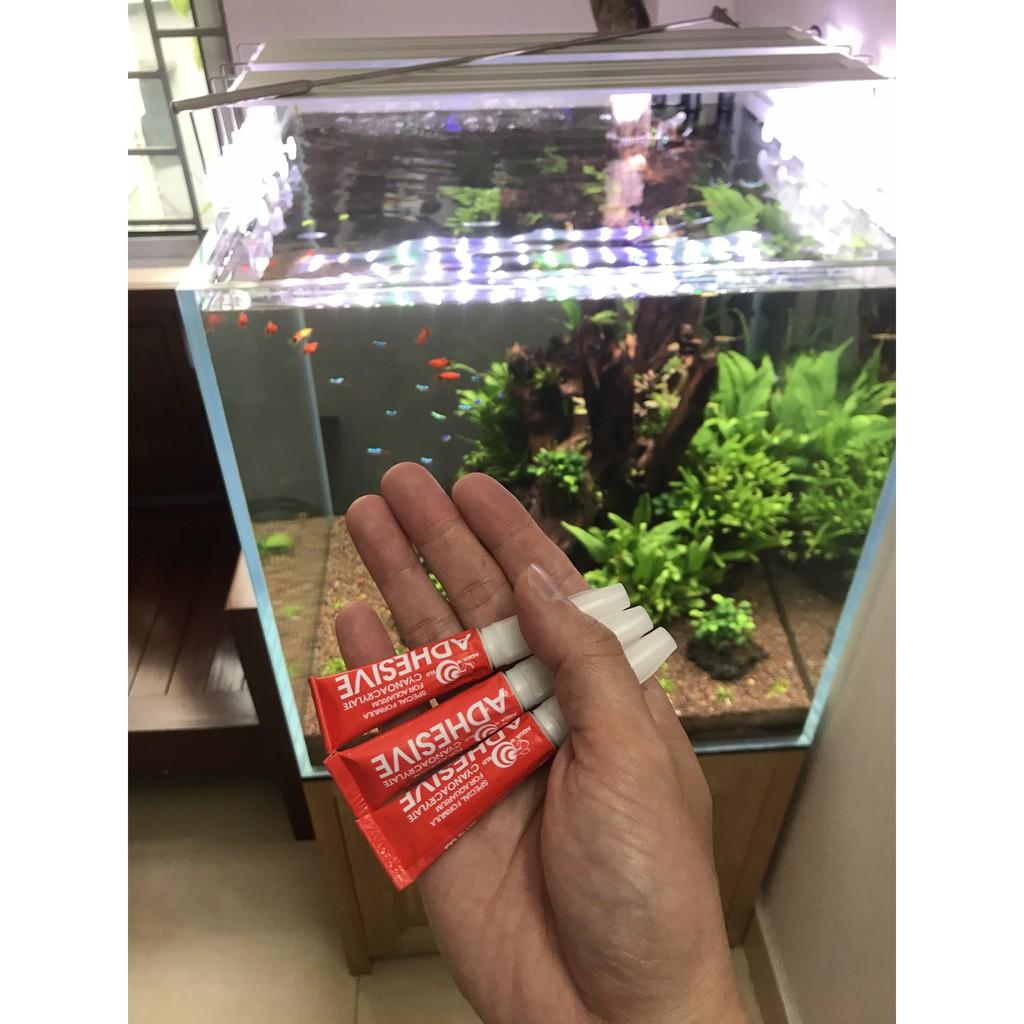 Keo Dán Rêu | Keo dán cây thuỷ sinh