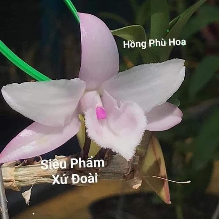 Lan phi điệp HỒNG PHÙ HOA cây gieo hạt xanh sạch - VƯỜN LAN KIÊN ANH HPH