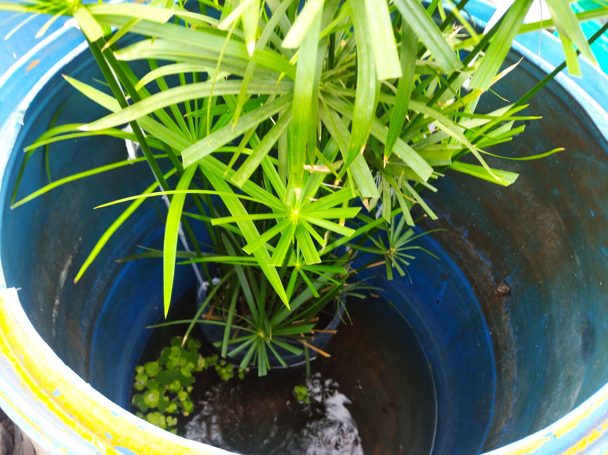 [HCM]Cây Thủy Trúc Tạo Bố Cục Hồ Thủy Sinh Và Bán Cạn/Hỗ Trợ Hệ Thống Lọc Nước Hồ