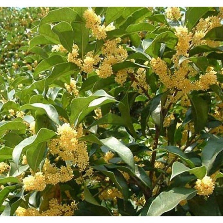 Cây giống mộc hương ta hoa vàng - cgmhthv