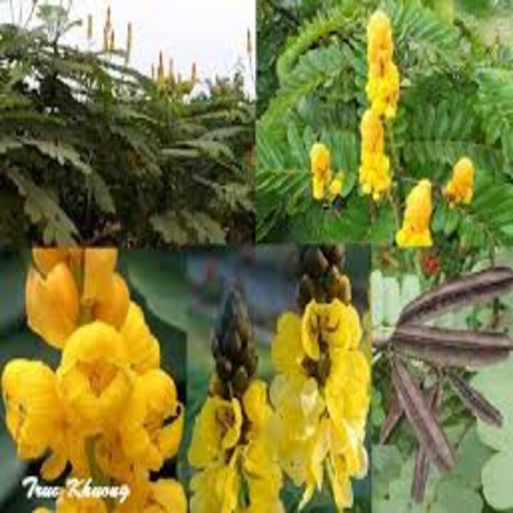 COM BO 3 CÂY GIỐNG MUỒNG LÁ LẠC