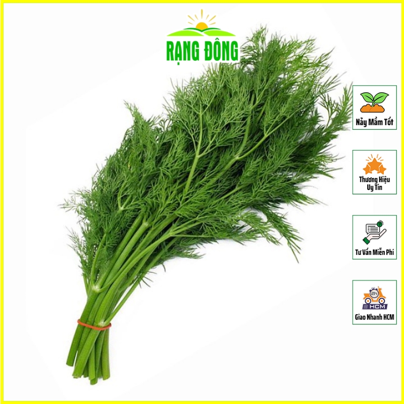 Hạt giống Thì Là Sinh Trưởng Mạnh, Nhanh Thu Hoạch, Trồng Quanh Năm (gói 5 gram) - Hạt Giống Rạng Đông