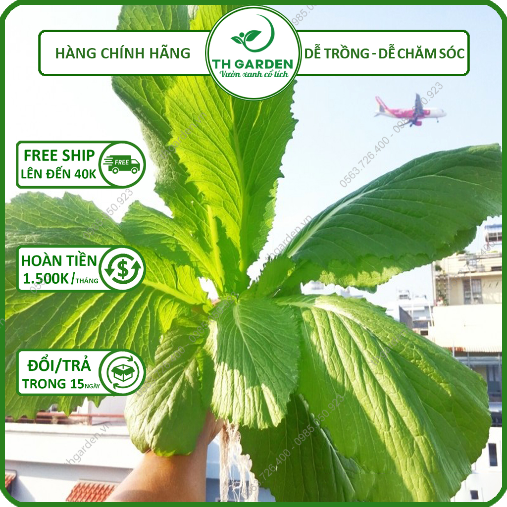 Hạt Giống Cải Canh Hong Kong TH Garden - Hạt Giống Dễ Trồng Dễ Chăm Sóc, Năng Suất Cao