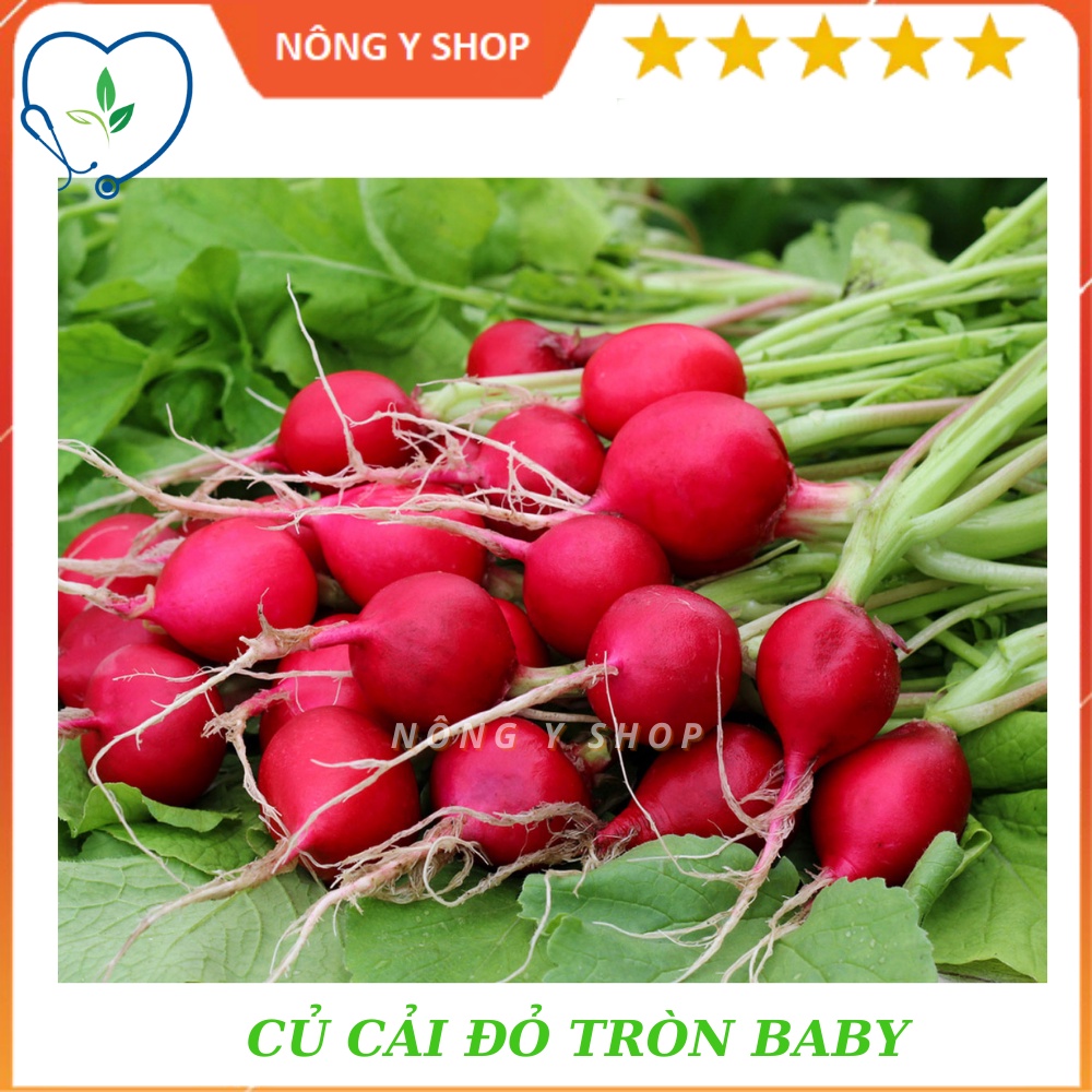 Hạt giống Củ cải đỏ tròn Baby Rạng Đông