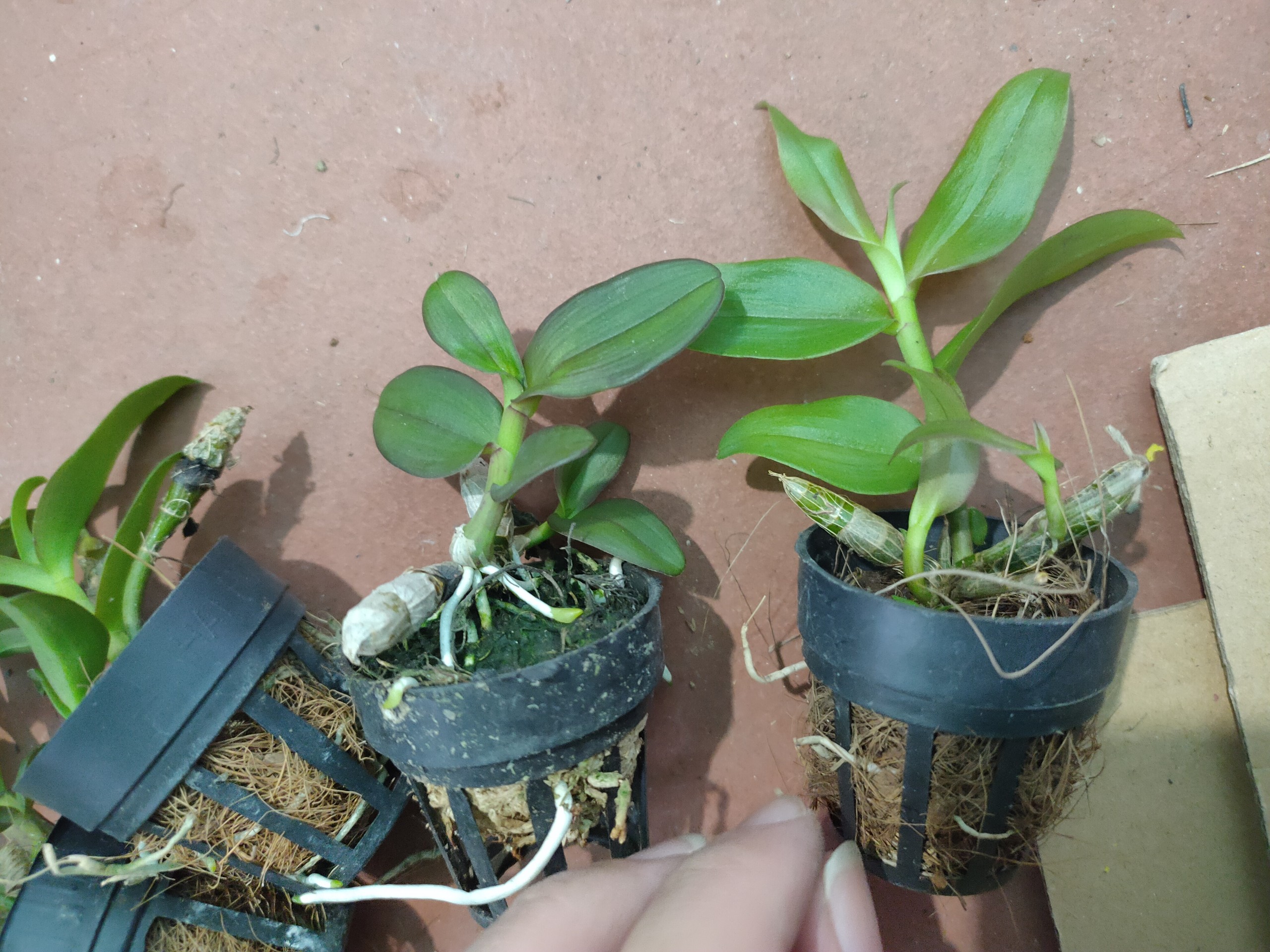 PHi điệp ám mắt đỏ tân lạc hòa bình