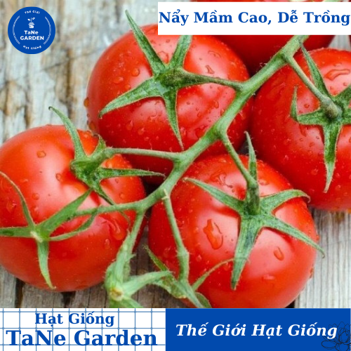 0.1gr hạt giống cà chua bi usa - tane garden