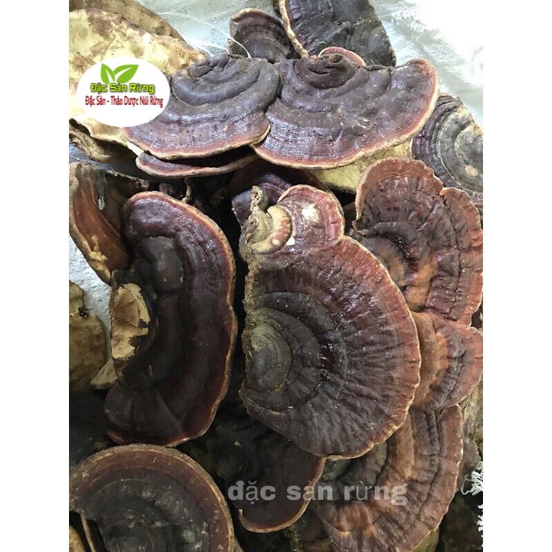 Nấm Linh CHi Rừng Tây Bắc 1Kg - Đặc sản rừng