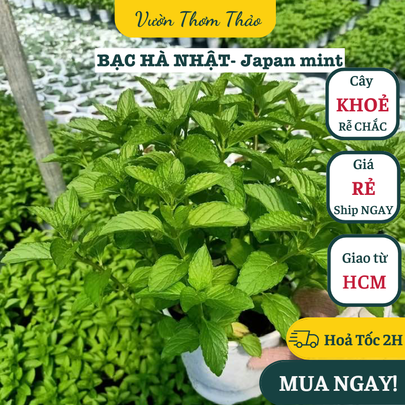 Chậu cây bạc hà nhật- japanese mint ,, cây gia vị âu, cây hương liệu đuổi muỗi trồng chậu nhựa có sẵn bầu đất trồng, vườn thơm thảo