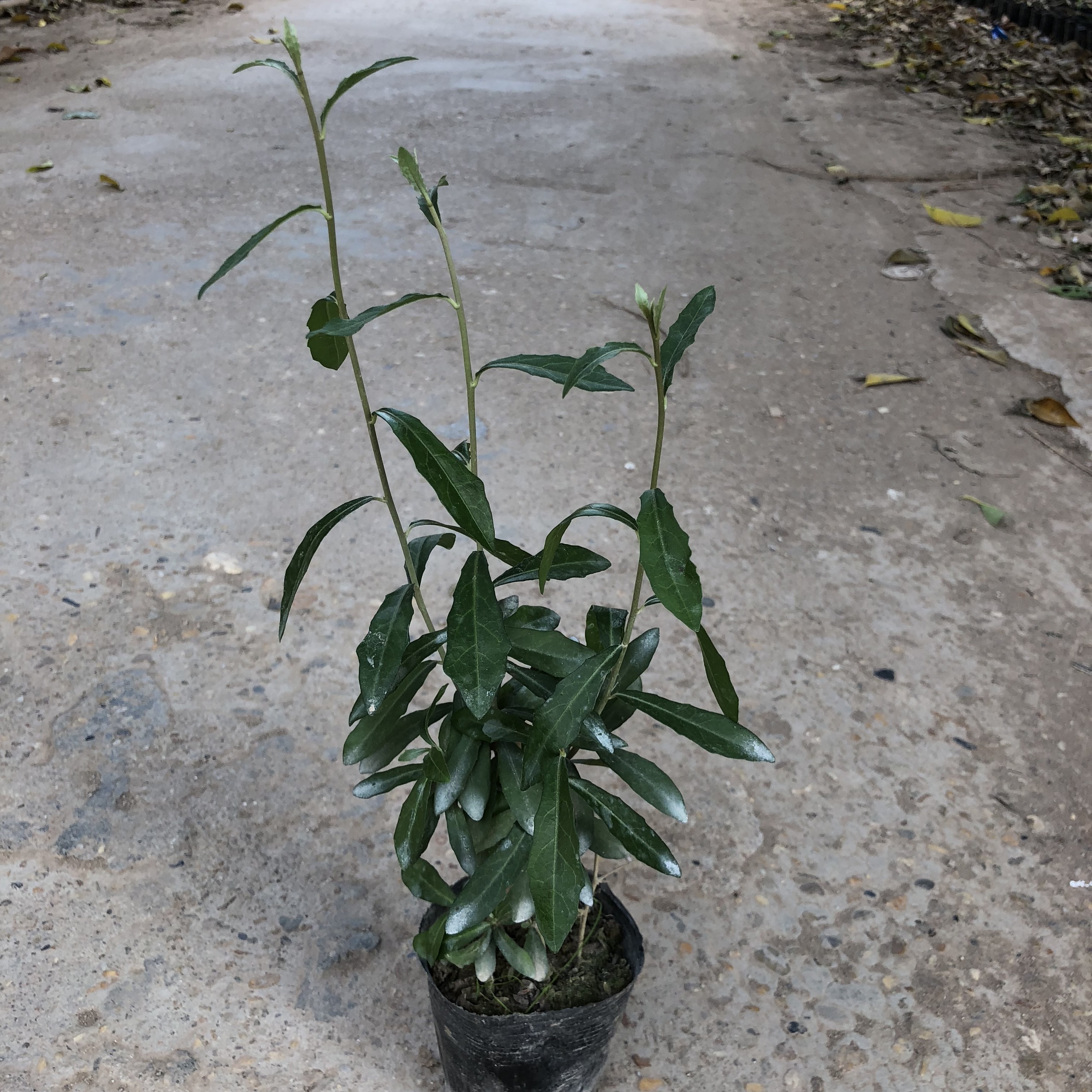 Cây Cúc Tần Ấn Độ Cao 30-35cm 3 Thân Leo Lá Xum Xuê Thích Hợp Trồng Cây Làm Dàn Cây Leo