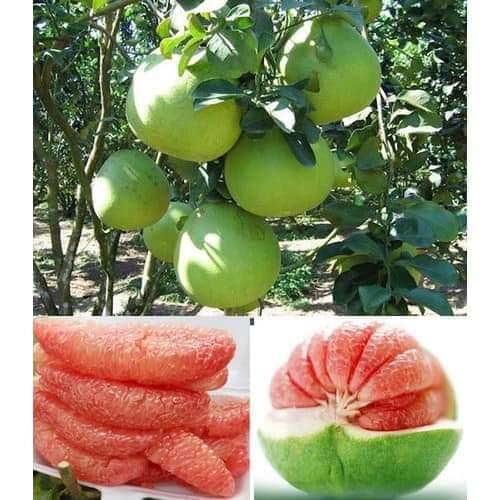 Bưởi da xanh chuẩn F1 cao 70 cm - Cây trong bầu