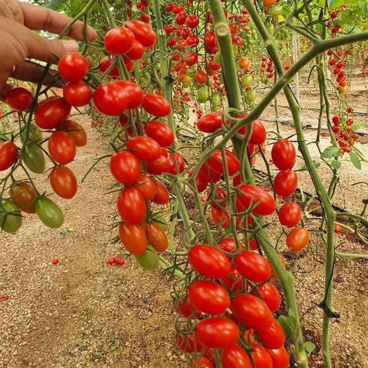 Hạt giống cà chua bi lai f1 rd27, đóng gói 0.1gr