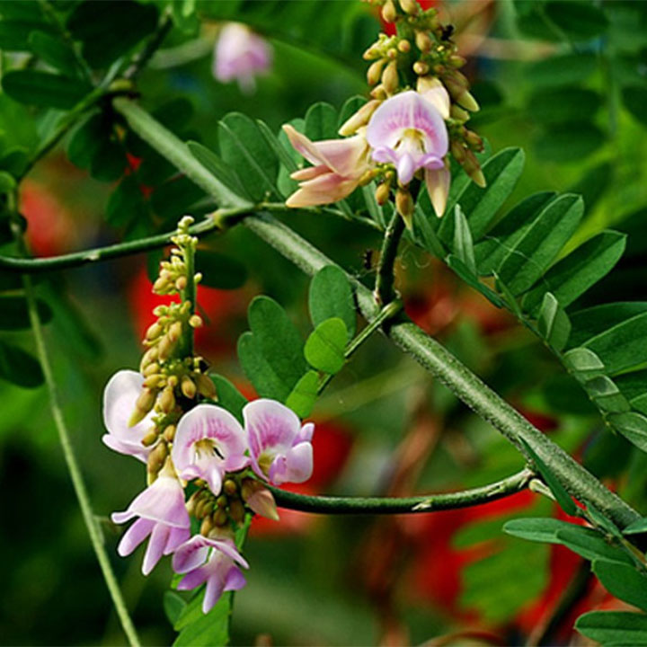 Cam thảo dây khô 1kg