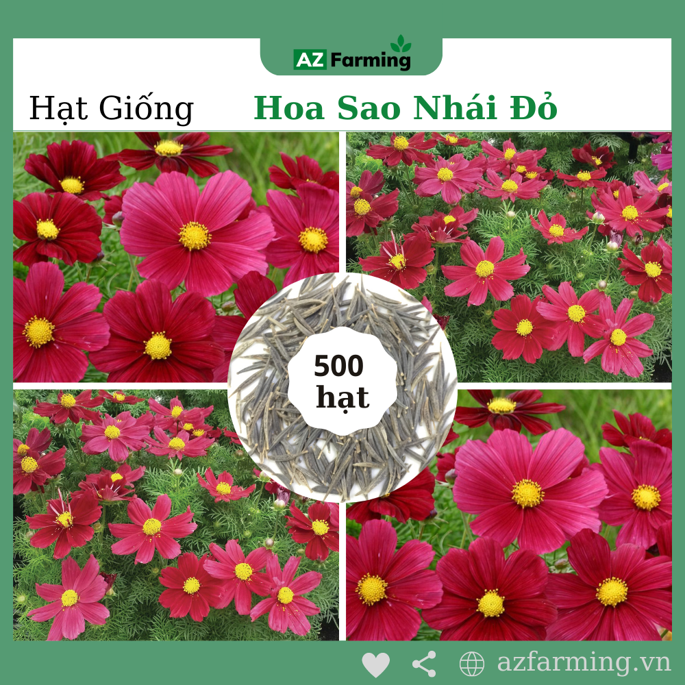 Hạt giống hoa sao nhái đỏ - gói 500 hạt - az farming