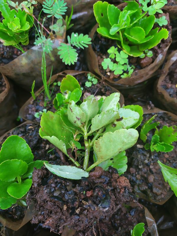 10 cây giống Sống đời hoa to