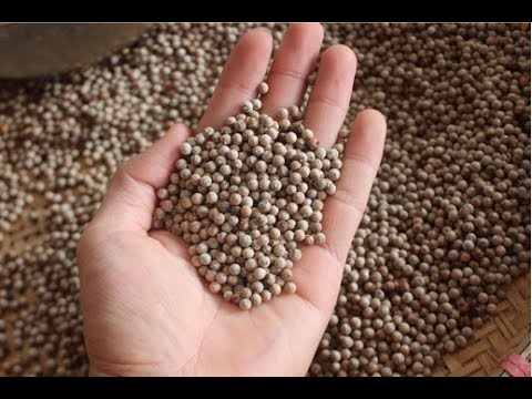 Tiêu sọ tiêu trắng daklak 100gr nguyên chất nhà làm thơm cay hạt chín đều