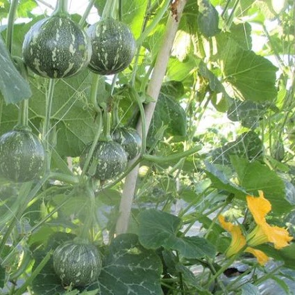 Hạt giống bí đỏ trái tròn Thuận Điền ( 20 hạt )