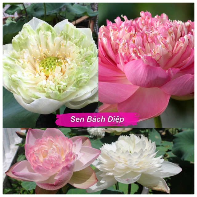 Sen Bách Diệp Ngàn Cánh