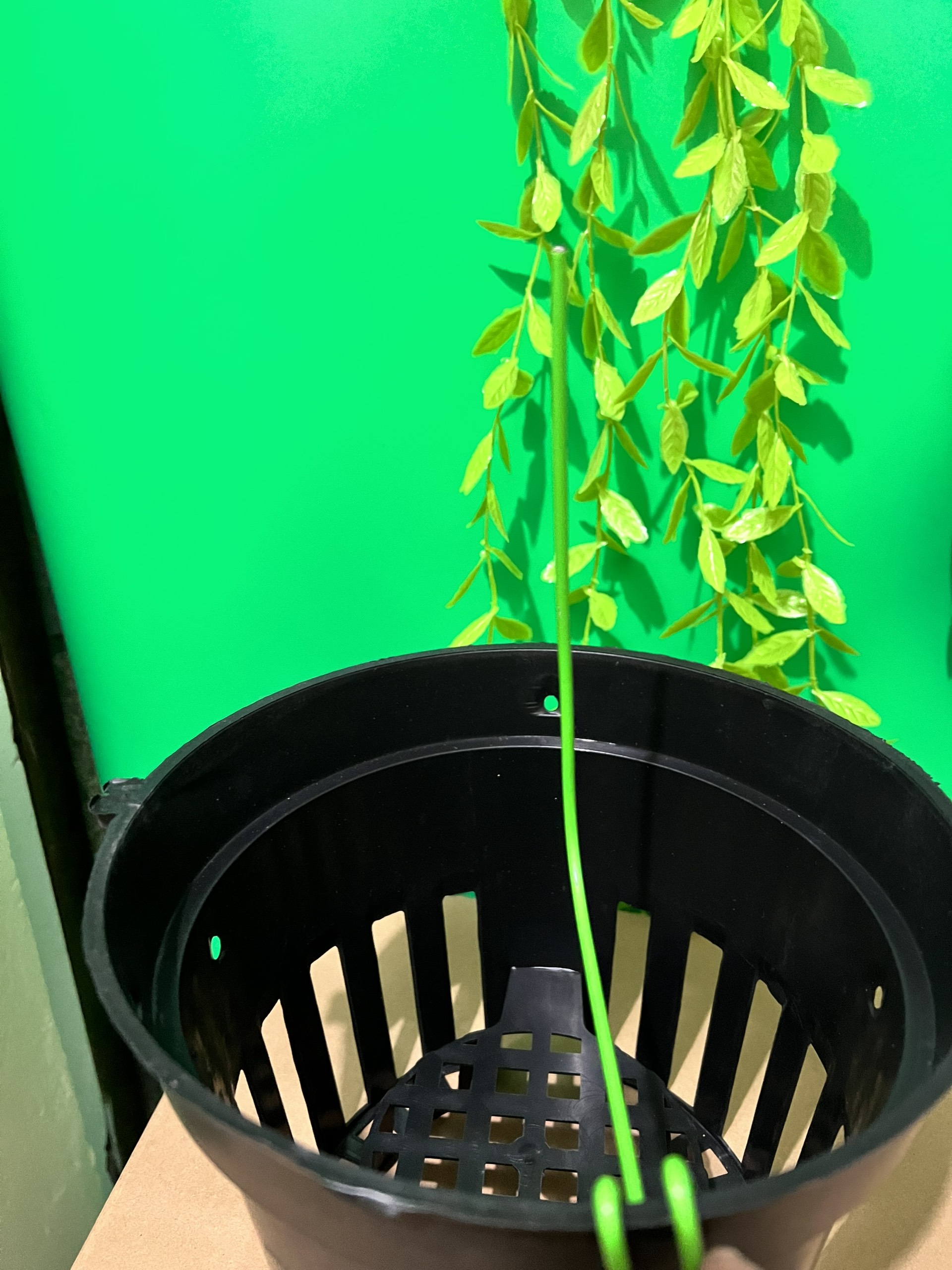 5 Ghim chậu trồng lan, que cắm chậu gài kie phong lan