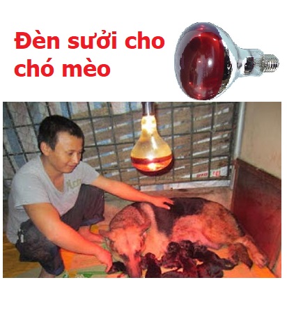 SP399 - Đèn sưởi chó mèo 175W .đèn hồng ngoại sưởi ấm