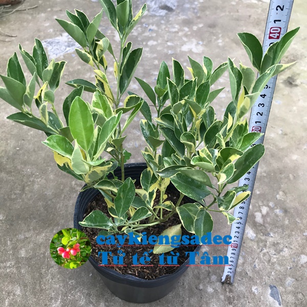 caykiengsadec - Cây Tắc cẩm thạch + tặng phân bón cho cây mau lớn - hoa kiểng lá - trang trí nội thất cảnh quan sân vườn ngoài trời