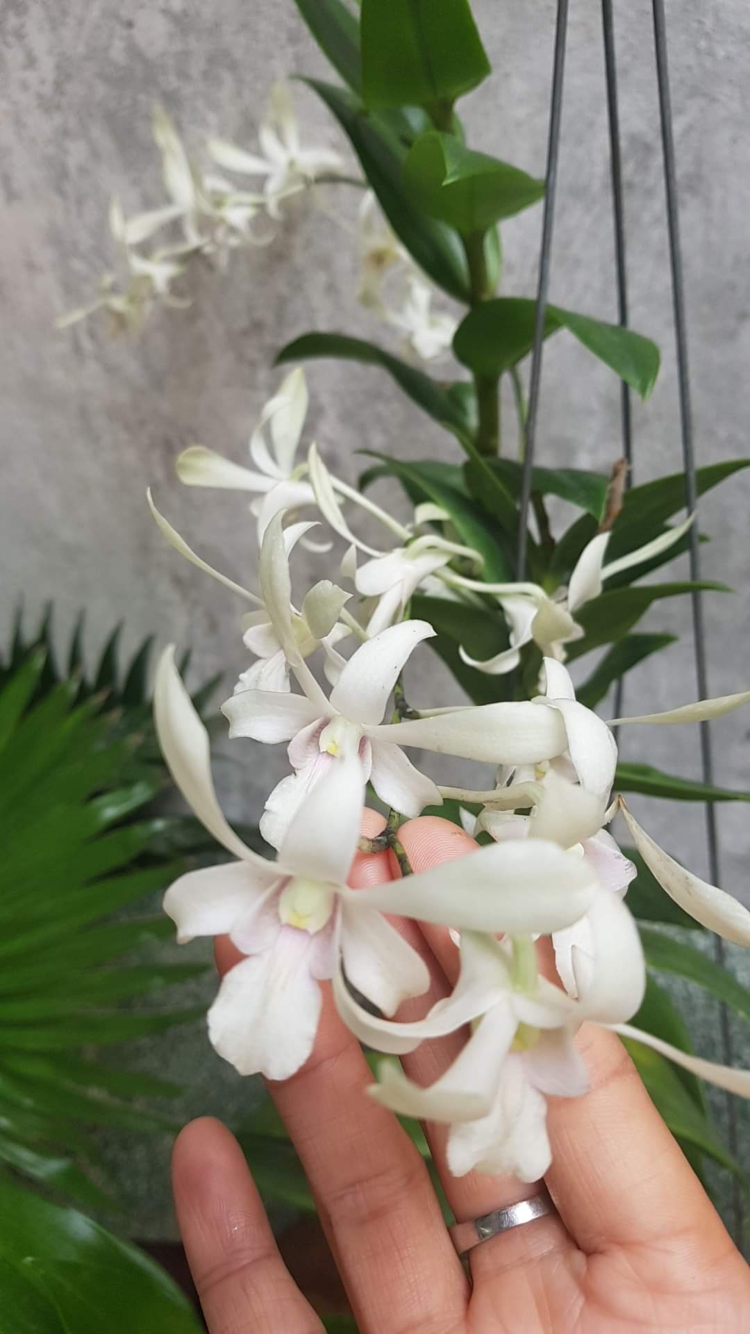 Hoa lan Dendro Nắng Ceasa White, C.White, hoa thơm, chậu cây trưởng thành, nhiều thân, sắp hoa