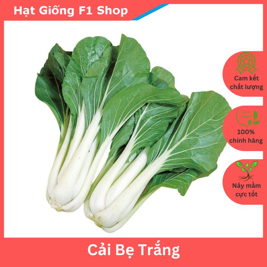Hạt Giống Cải Bẹ Trắng Bẹ Lớn Dày 20 Gam