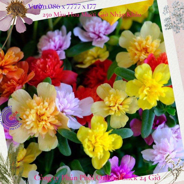 Hoa Sam Kép Cành Giống Hoa Mười Giờ Sam Thái Kép Nhiều Màu Đẹp Tuyệt 0867777377