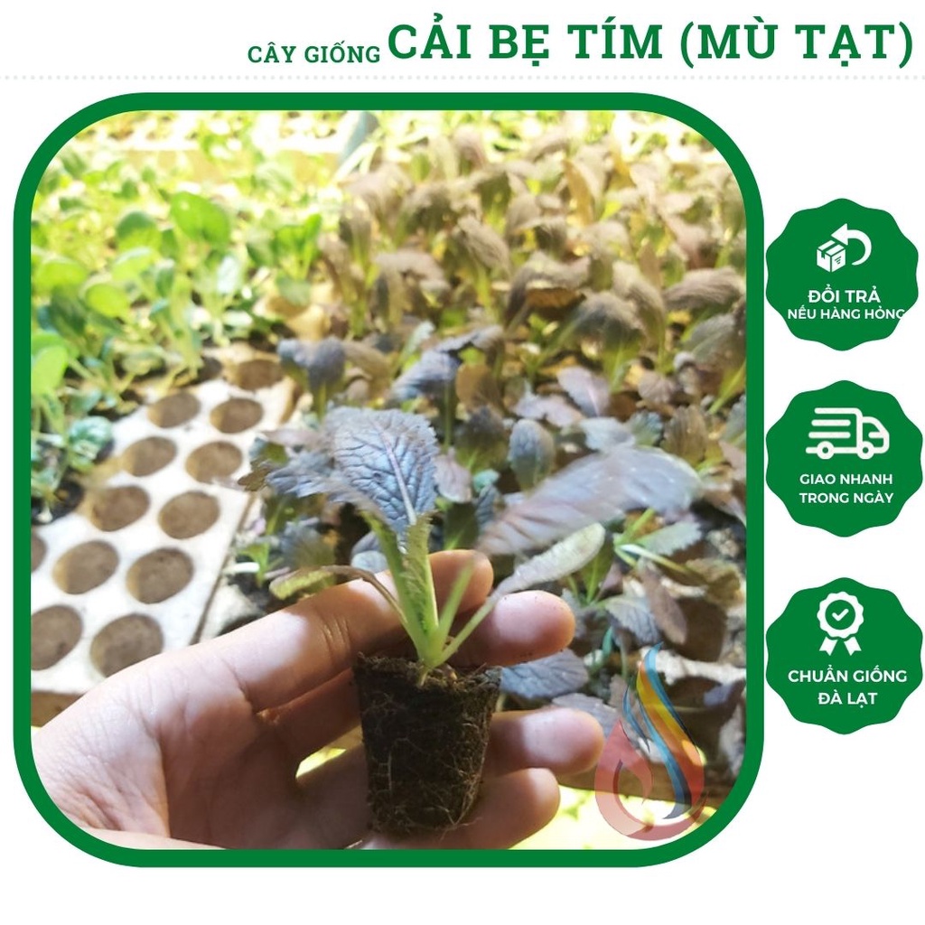 Combo 5 cây rau giống cải bẹ tím, cải xanh tím, cải mù tạt