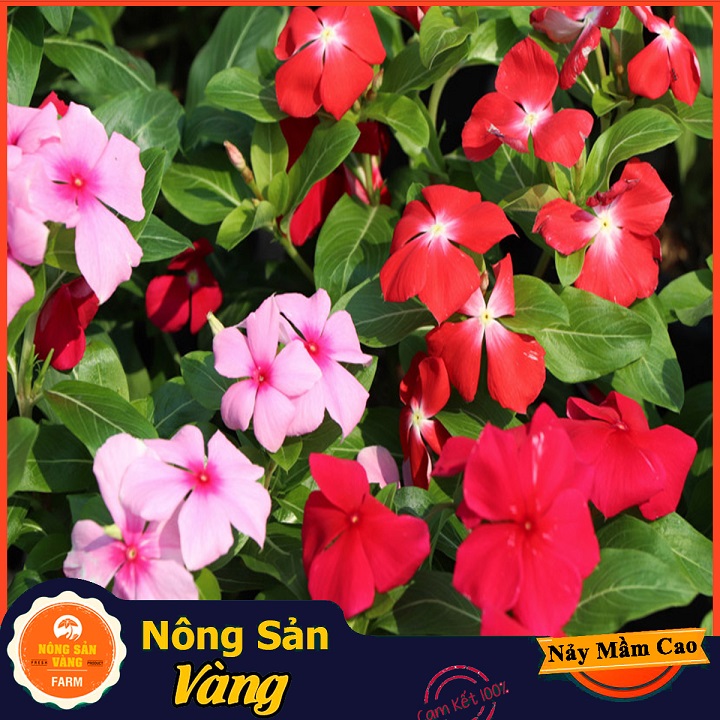 [HCM]Hạt giống Hoa Dừa Cạn Đứng Nhiều Màu ( Gói 50 Hạt ) - Nông Sản Vàng