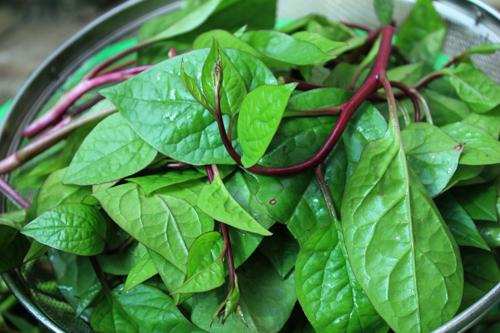 Gói 20g hạt giống mồng tơi tím