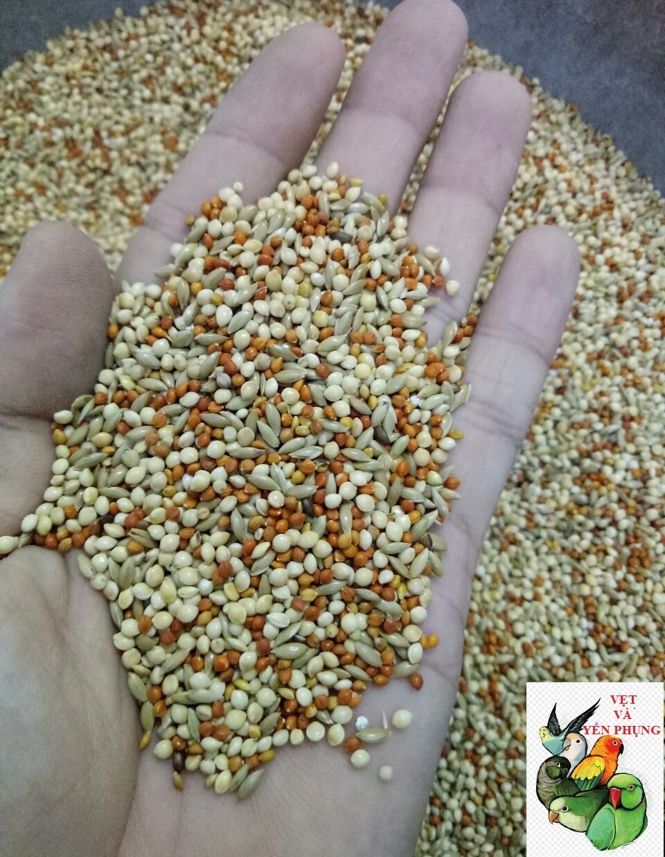 1kg hạt trộn cho các dòng vẹt nhỏ và yến phụng