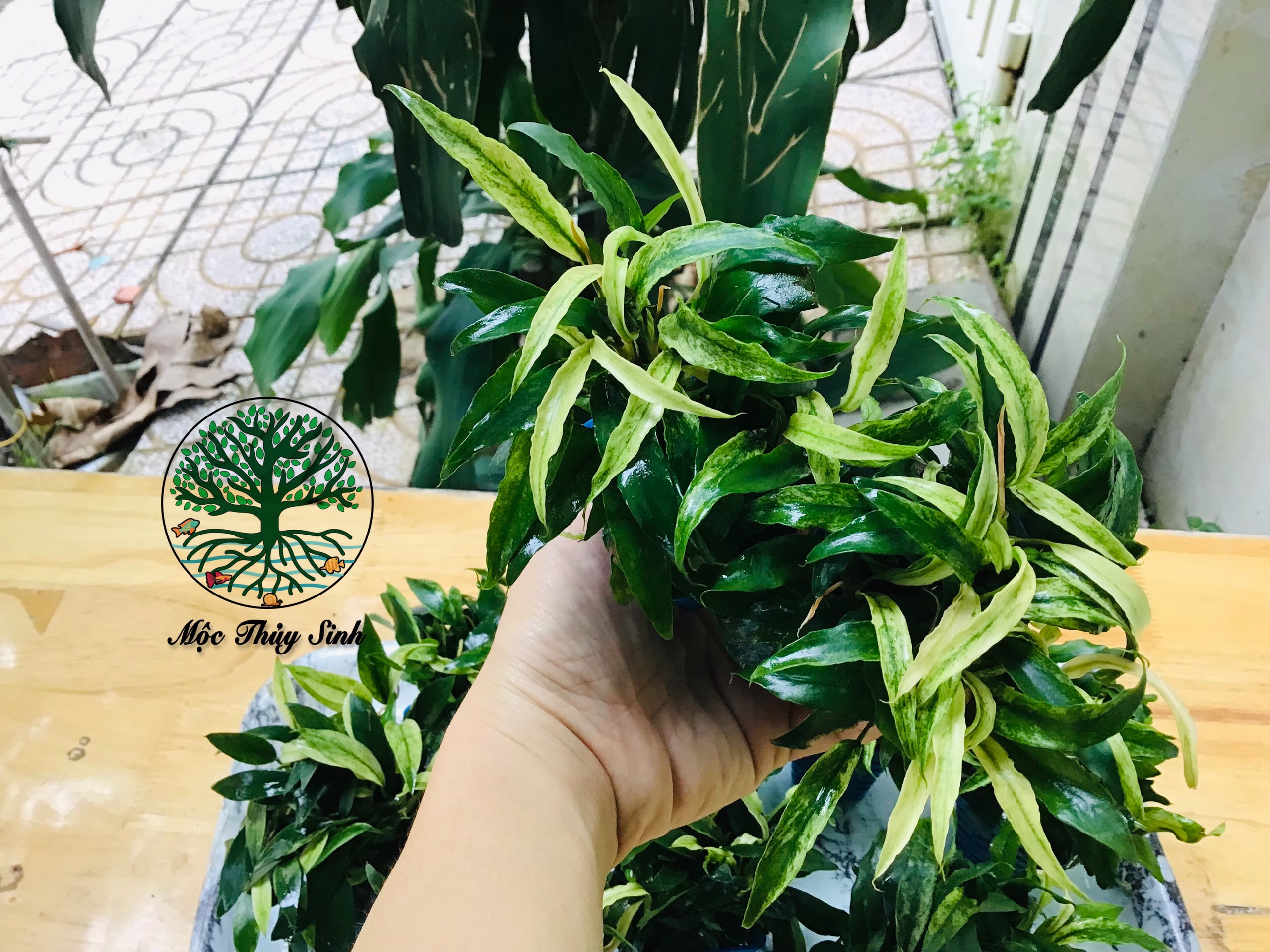 Cây ráy lưỡi hổ - lưỡi hổ cẩm thạch | cây thuỷ sinh đẹp, dễ chăm